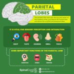 Module 1: Parietal Lobe – Brain Lobes 101